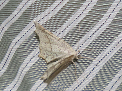 Eriplatymetra grotearia photo 5