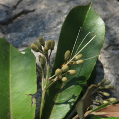 Capparis incana
