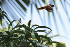 Pericrocotus flammeus