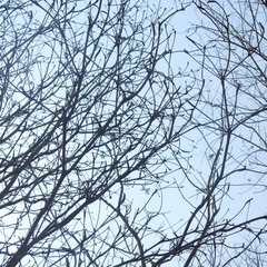 Terminalia macrostachya