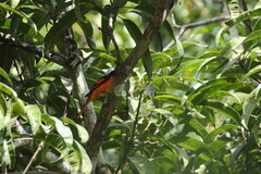 Pericrocotus flammeus