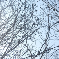 Terminalia macrostachya