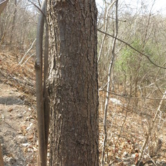 Terminalia macrostachya