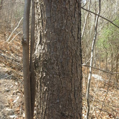 Terminalia macrostachya