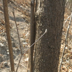 Terminalia macrostachya