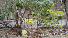 Combretum fruticosum