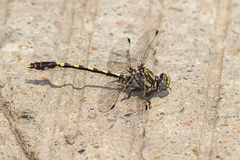 Progomphus obscurus
