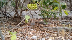 Combretum fruticosum