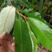 Alphitonia whitei - Photo (c) coenobita, algunos derechos reservados (CC BY), subido por coenobita