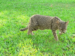 Leopardus geoffroyi