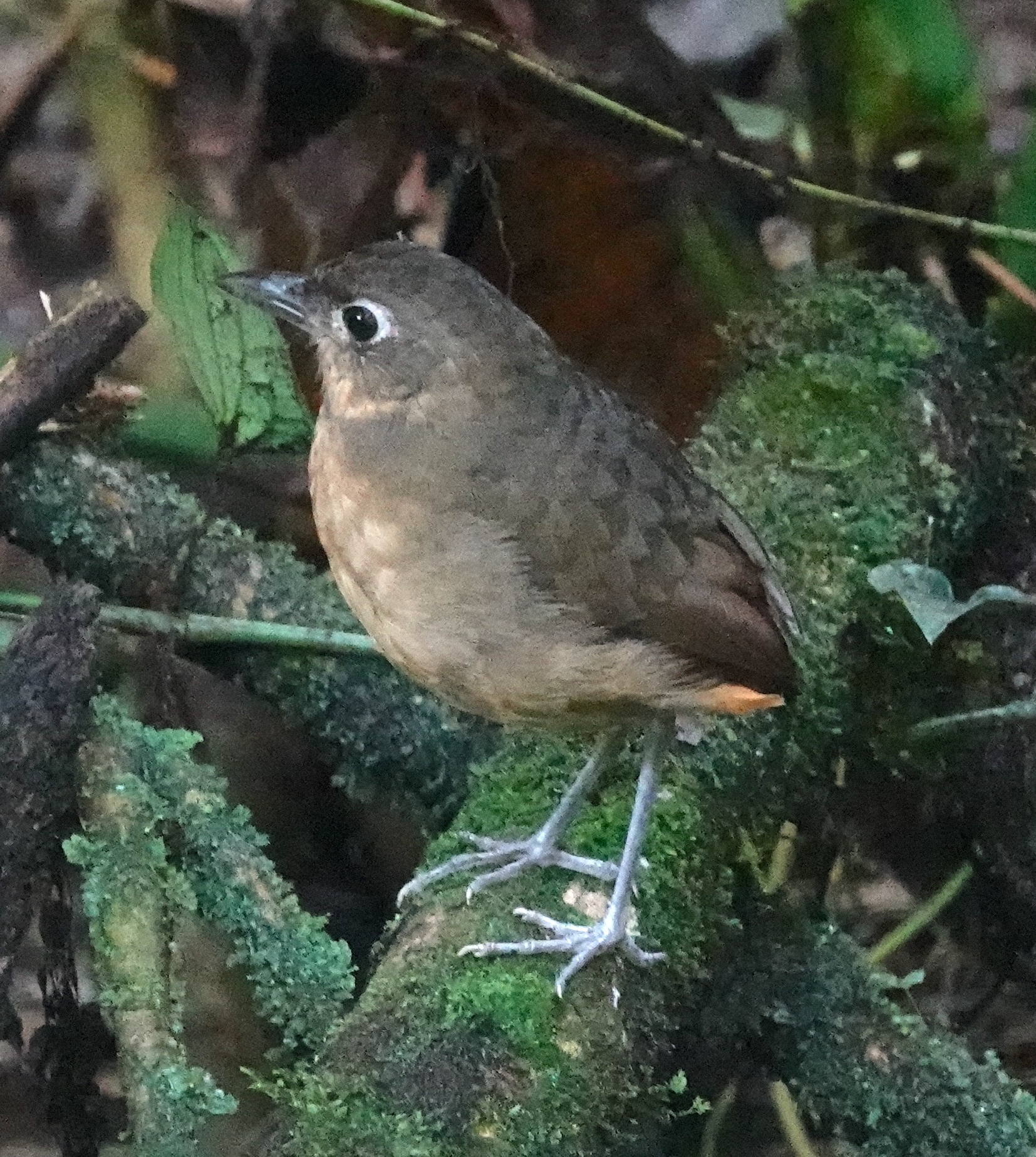 Plain-backed Antpitta illustration