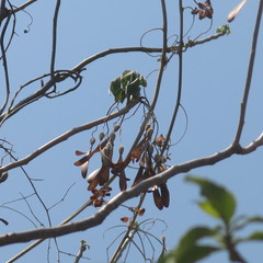 Gyrocarpus mocinoi