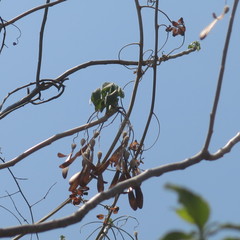 Gyrocarpus mocinoi