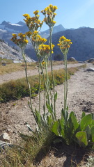 Senecio scorzonella