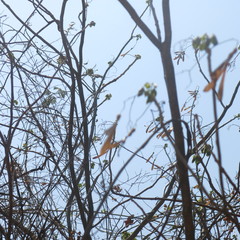 Gyrocarpus mocinoi
