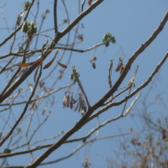 Gyrocarpus mocinoi