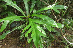 Placospermum coriaceum