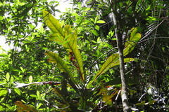 Placospermum coriaceum