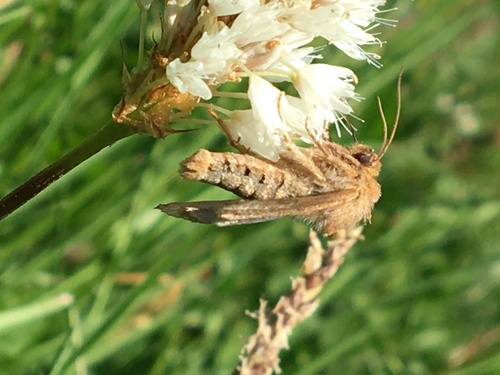 iNaturalist observation photo of Butterflies and Moths