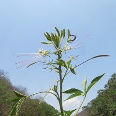 Cleome spinosa