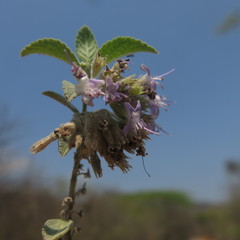 Condea tomentosa