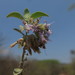 Condea tomentosa - Photo (c) Luis Humberto Vicente-Rivera, some rights reserved (CC BY-NC), uploaded by Luis Humberto Vicente-Rivera