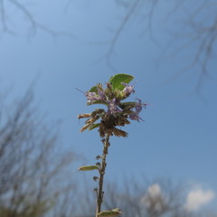 Condea tomentosa