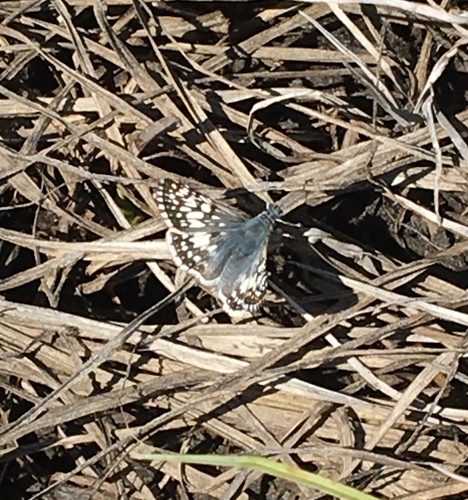 iNaturalist observation photo of Common Checkered-Skipper