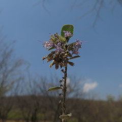 Condea tomentosa