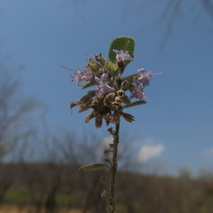 Condea tomentosa