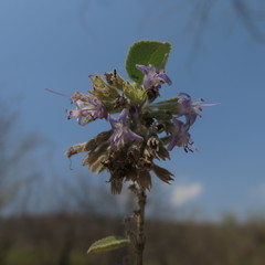 Condea tomentosa