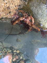 Astrometis sertulifera