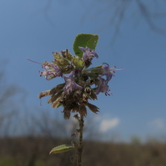 Condea tomentosa