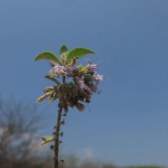 Condea tomentosa