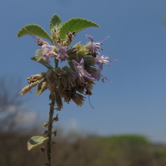 Condea tomentosa