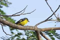 Pericrocotus flammeus