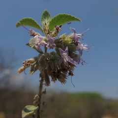 Condea tomentosa