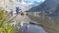 Lupinus breweri