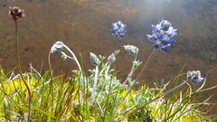 Lupinus breweri