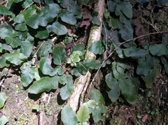 Tectaria zeilanica
