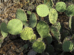 Opuntia olmeca