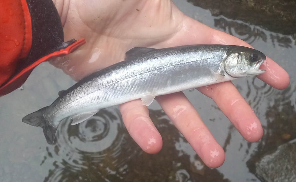 Dolly Varden Char from Valdez-Cordova County, US-AK, US on July 10 ...