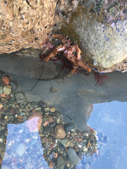 Astrometis sertulifera