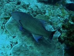 Plectropomus oligacanthus