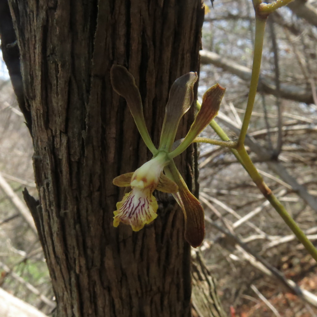 Encyclia rodolfoi