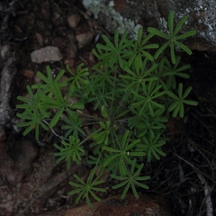 Oxalis engleriana