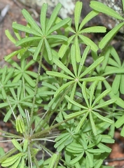 Oxalis engleriana