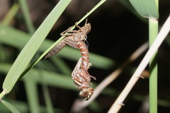 Austroaeschna unicornis