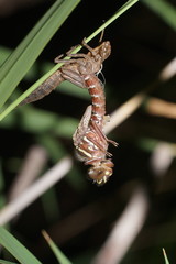 Austroaeschna unicornis