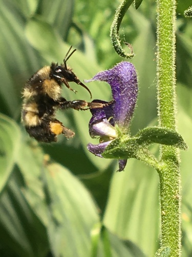 iNaturalist observation photo of Yellow-fronted Bumble Bee